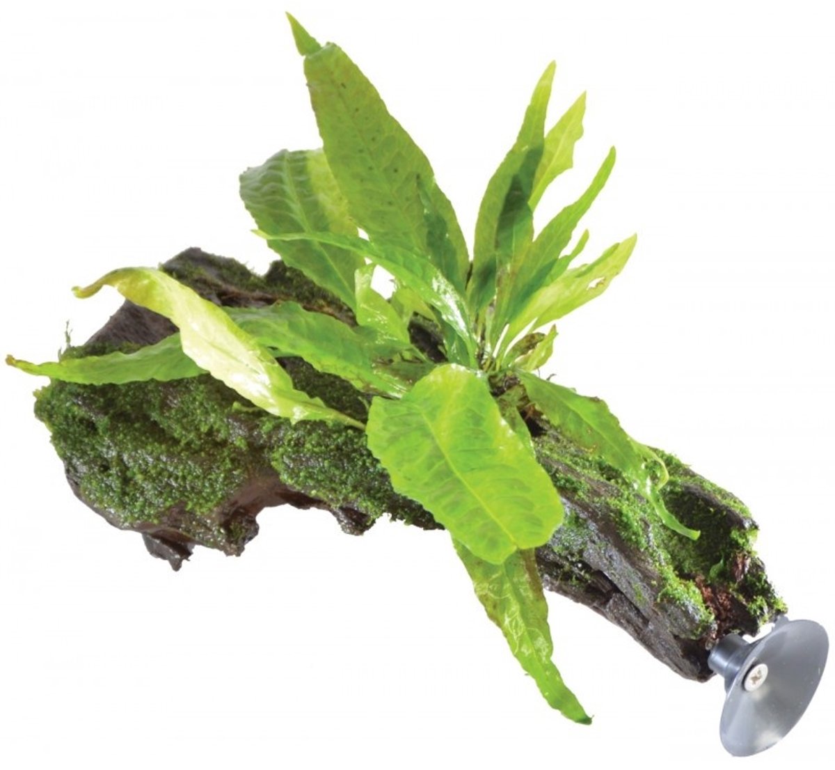 Aquafleur Zweef Hout met Microsorum Pteropus | Javavaren | Extra Small Waterplant