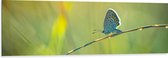Dibond - Vlinder met Blauwe Vleugels lopend over Tak tussen Planten - 150x50 cm Foto op Aluminium (Wanddecoratie van metaal)