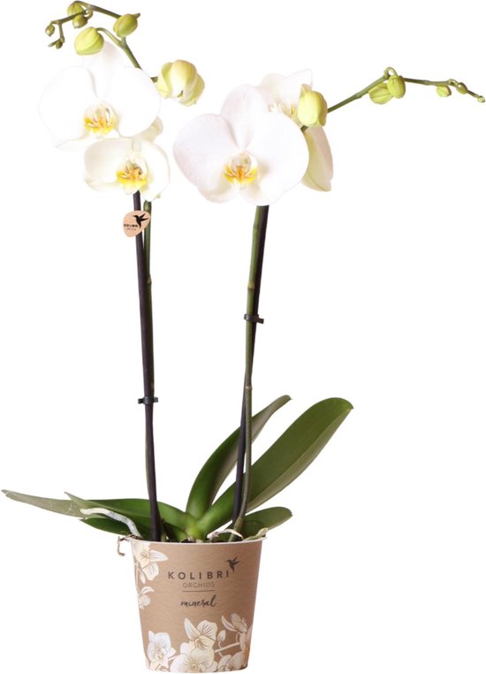 Kolibri Orchids | Kombi-Angebot Von 4 Weißen Phalaenopsis-Orchideen