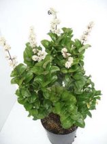 Ligustrum japonicum 'Rotundifolium' - Japanse Liguster 20 - 25 cm in pot