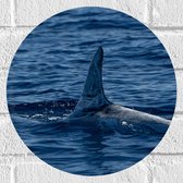 Muursticker Cirkel - Grijze Dolfijnenvin Boven het Wateroppervlak - 30x30 cm Foto op Muursticker