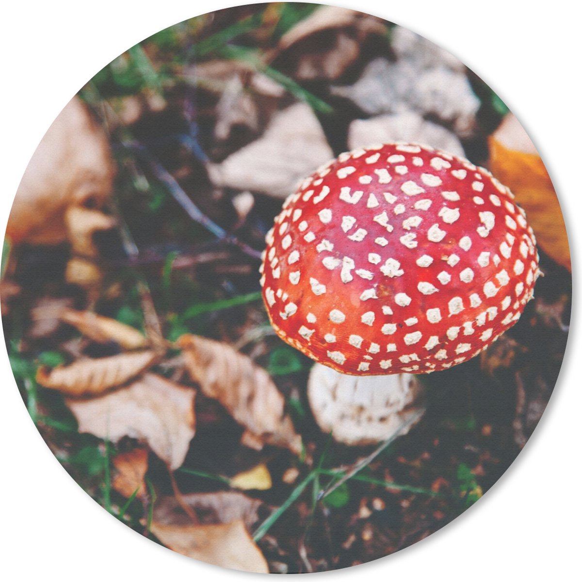 Muismat rond 20x20 cm - Mousepad Herfst - Paddenstoel - Bladeren - Natuur - Ronde muismatten