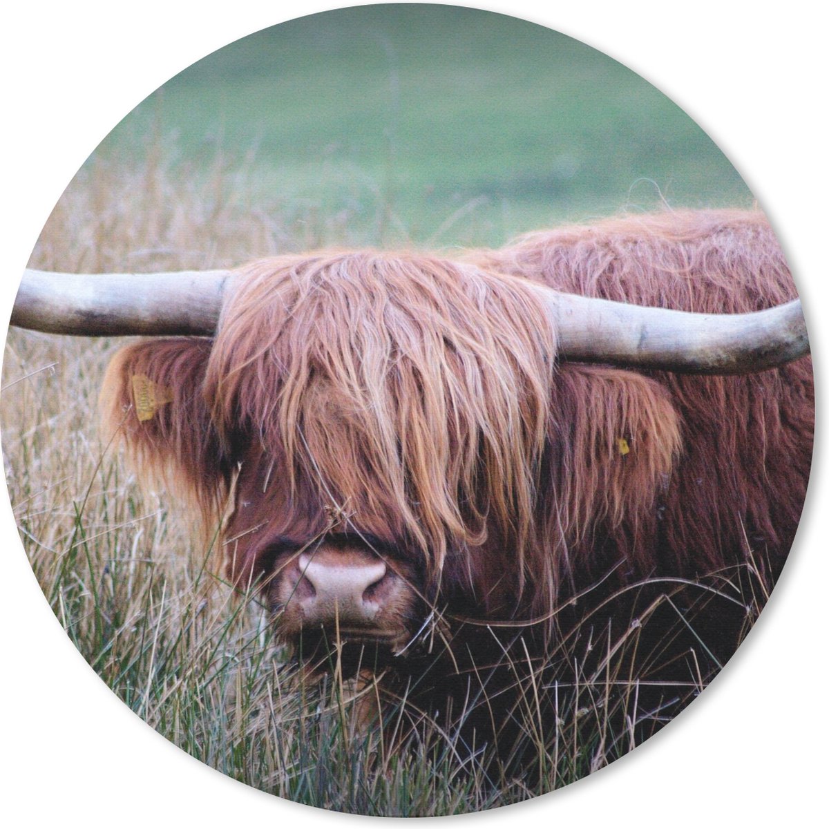 Muismat rond 50x50 cm - Mousepad Schotse Hooglander - Hoorns - Gras - Ronde muismatten