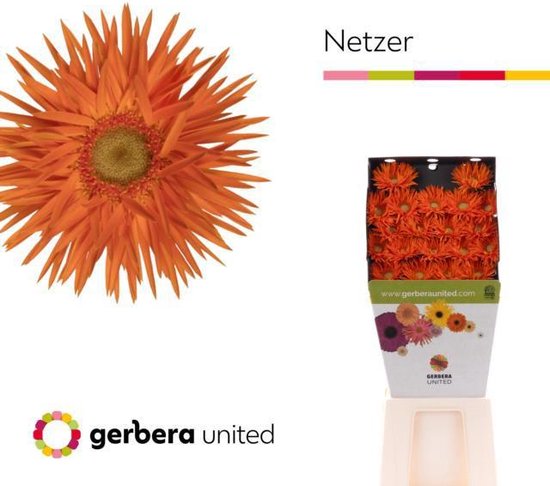 DutchFlowers - Boeket - 20x Germini netzer 70cm | bol