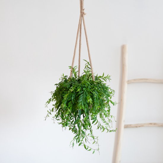 Lipstickplant