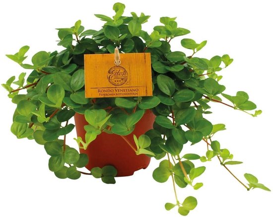 10 kamerplanten voor in de schaduw 10 Peperomia Rotundifolia - Makkelijke kamerplant schaduw