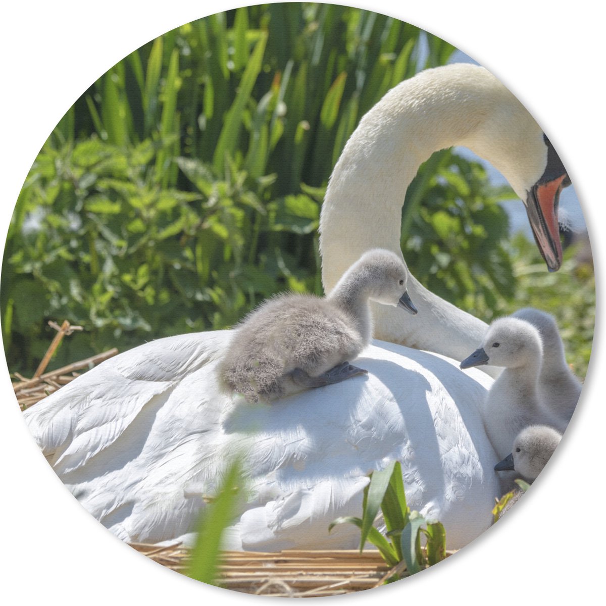 Muismat rond 20x20 cm - Mousepad Zwaan - Water - Lente - Ronde muismatten