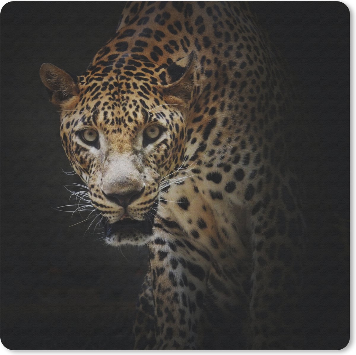 Muismat 30x30 cm - Mousepad Luipaard - Wilde dieren - Licht - Muismatten
