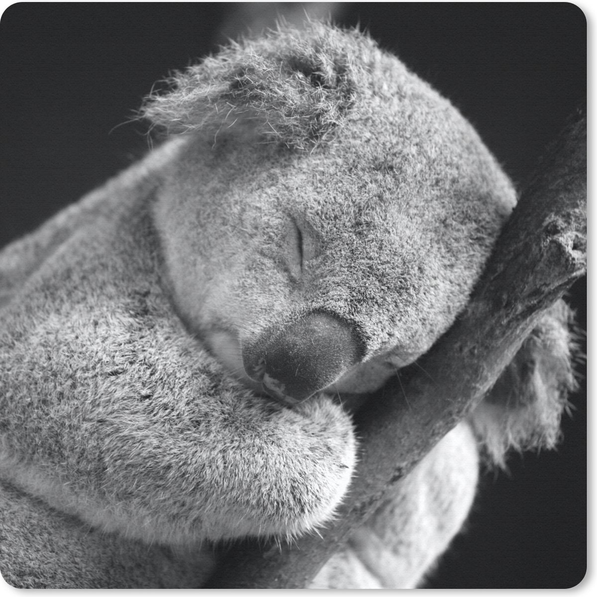 Muismat 20x20 cm - Mousepad Slapende koala op zwarte achtergrond in zwart-wit - Muismatten