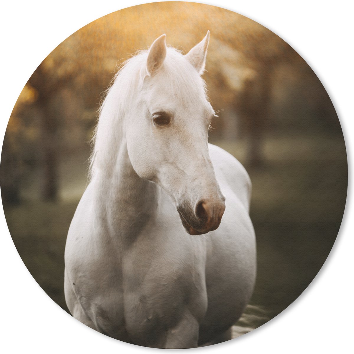 Muismat rond 30x30 cm - Mousepad Paard - Zon - Herfst - Dieren - Natuur - Ronde muismatten