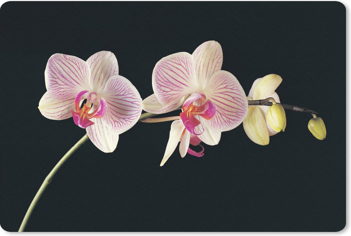 Muismat 27x18 cm - Mousepad Orchidee - Bloemen - Zwart - Roze - Knoppen - Muismatten