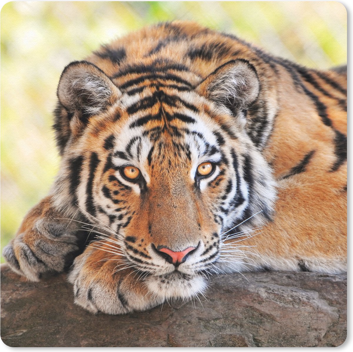 Muismat 30x30 cm - Mousepad Tijger - Pup - Boomstam - Muismatten