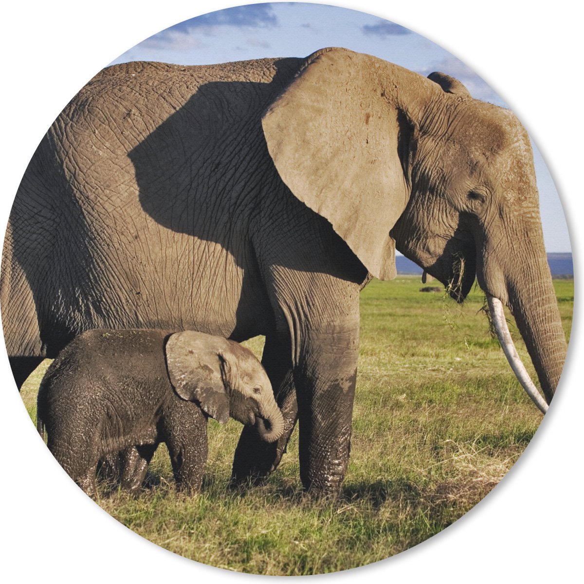 Muismat rond 50x50 cm - Mousepad Olifant - Dieren - Grasvlakte - Groen - Grijs - Ronde muismatten