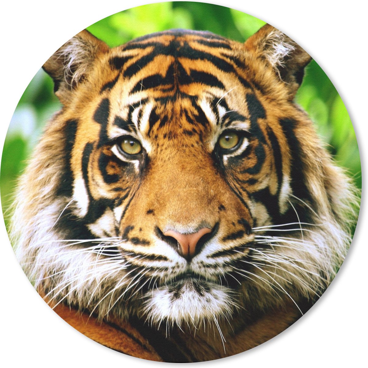 Muismat rond 30x30 cm - Mousepad Tijger - Kop - Bos - Ronde muismatten