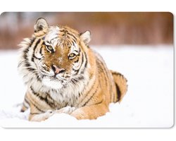 Muismat Tijger - Amur tijger in de sneeuw muismat rubber - 27x18 cm - Muismat met foto