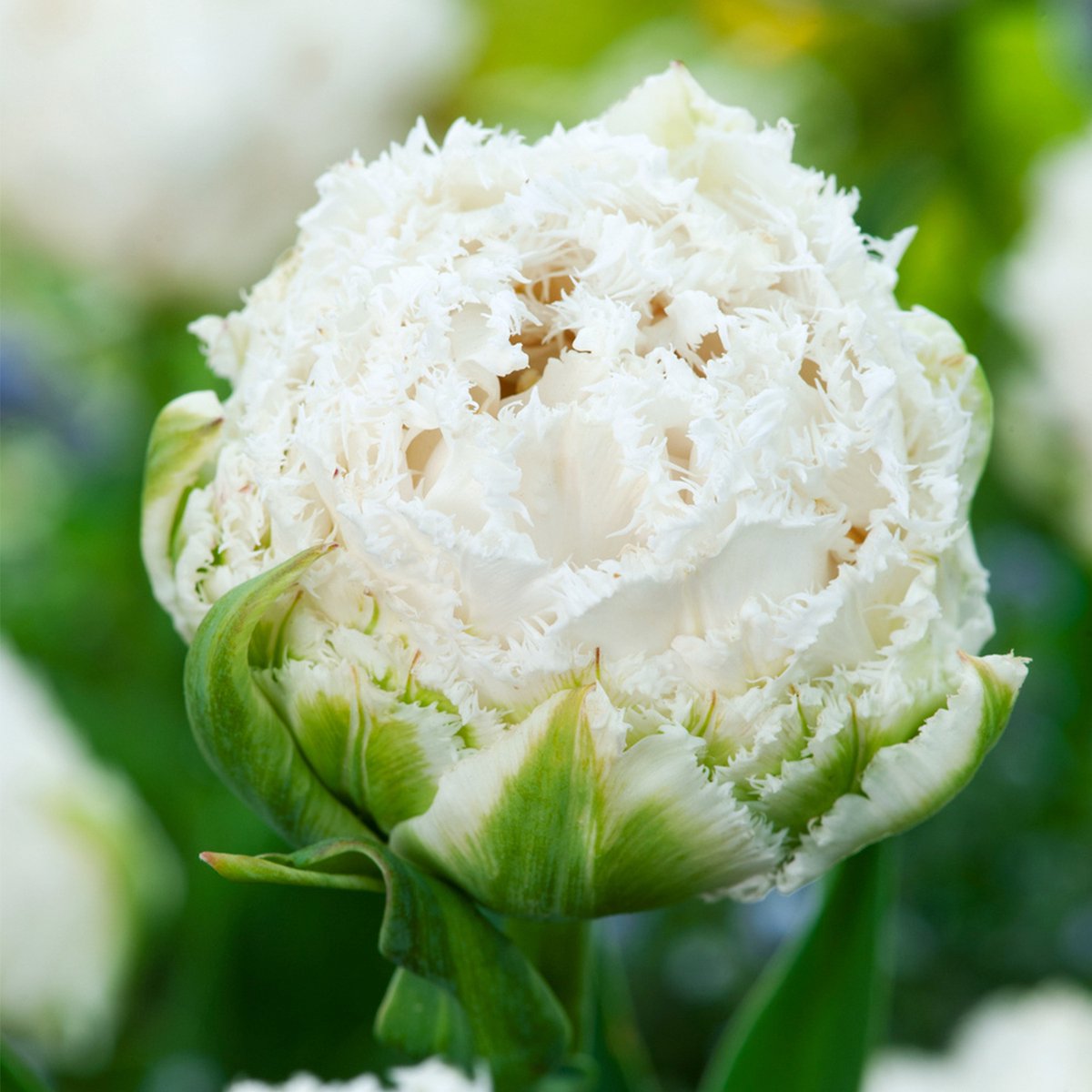 Plant in a Box - Tulipa Snow Crystal - Bloembollen x15 - Tulp - Wit - Vroegbloeier