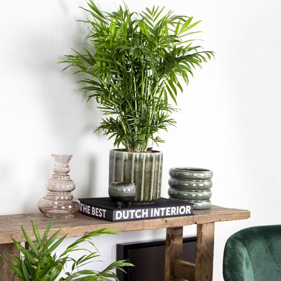 Luchtreinigende kamerplant met groene, gevederde bladeren in een gegroefde, olijfgroene pot, op een plank naast decoratieve objecten.