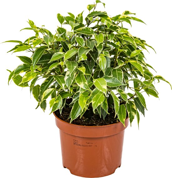 Bloomique - Ficus Benjamina Kinky - Treurvijg - Kamerplanten - Luchtzuiverend - Gemakkelijk in onderhoud - Hoogte 20-30 cm - Pot 12 cm