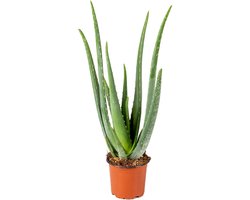 Bloomique - Aloe Vera Plant - Kamerplanten - Vetplanten - Succulenten - Zeer Gemakkelijk in onderhoud - 30-40 cm Hoog - Pot 12 cm