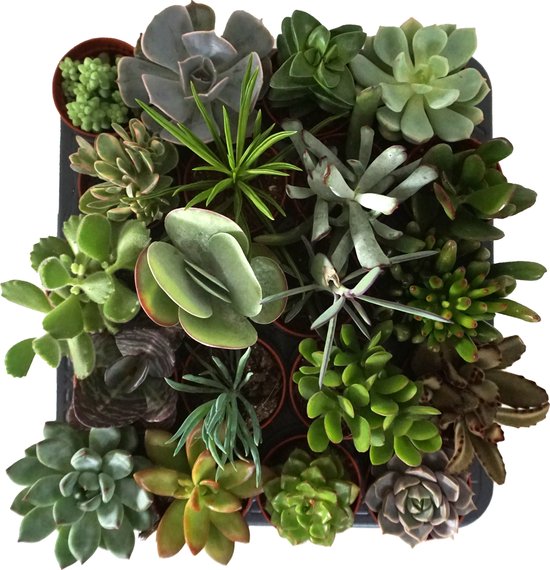 DutchLeafs Gymnocalycium Mix Geënt Mini Cactussen in Terracotta Pot - 5 DutchLeafs Gymnocalycium Mix Geënt Mini Cactussen in Terracotta Pot - 5