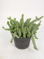 Kamerplant van Botanicly – Crassula – Hoogte: 15 cm