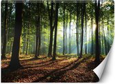 Trend24 - Behang - Ochtend In Het Bos - Behangpapier - Fotobehang Natuur - Behang Woonkamer - 368x254 cm - Incl. behanglijm