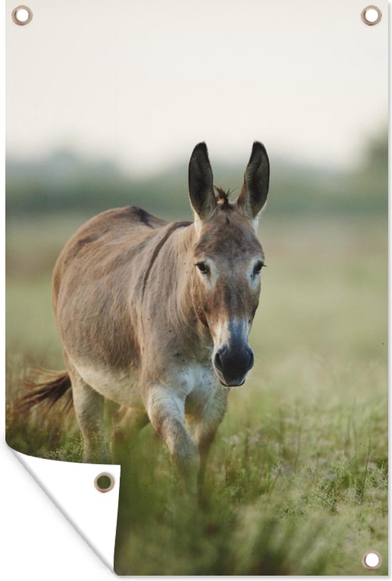 Décoration murale Un âne dans la nature de Camargue en France - 120x180 cm - Affiche jardin - Toile jardin - Affiche extérieur