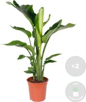 Strelitzia 'Nicolai' per 2 stuks - Paradijsvogelplant | Kamerplant in kwekerspot ⌀19 cm - ↕80-90 cm