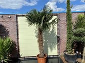 Palmboom - Trachycarpus Fortunei - Chinese Waaierpalm - Winterhard - Pot ⌀ 50cm - Hoogte  240-270cm