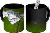 Magische Mok - Foto op Warmte Mok - Close-up bloeiende hortensia - 350 ML