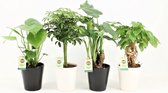 Tropic Mix in Zwart & Wit Keramiek ↨ 30cm - 4 stuks - hoge kwaliteit planten