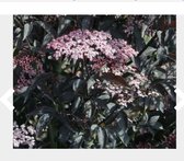 Sambucus nigra 'Black Lace'® - Donkerpaarse vlier - 20 -25 cm in pot.