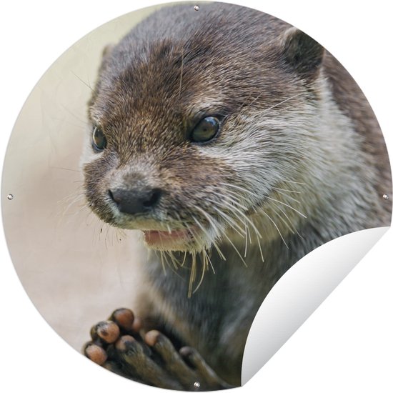 Tuincirkel Een otter met zijn poten bij elkaar - 60x60 cm - Ronde Tuinposter - Buiten
