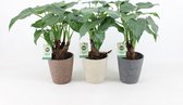 Kamerplanten van Botanicly – 3 × Olifantsoor in keramische pot als set – Hoogte: 45 cm – Alocasia Cucullata