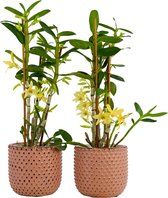 Orchideeën van Botanicly – 2 × Bamboe Orchidee – Hoogte: 50 cm, 3 takken, Gele bloemen – Dendrobium nobile Chyomi