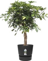 Schefflera Arboricola Gold Capella in Elho® Greenville pot - Hoogte ↕100cm - pot ∅27cm