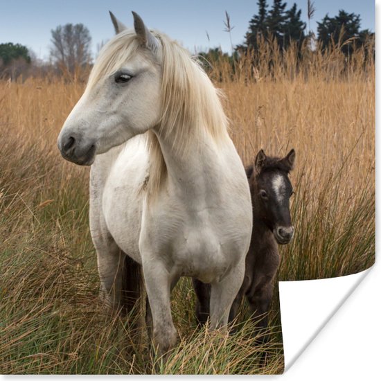 Poster Cheval avec poulain en Camargue - 30x30 cm