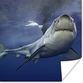 Poster Grote witte haai - 100x100 cm XXL