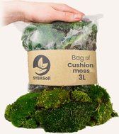 Levend Kussentjesmos - 1L - 3L - Bolmos - Kussenmos