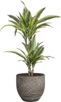 FloriaFor - Dracaena Dermensis Lemon Lime In Mica Sierpot Carrie (donkergrijs) - - ↨ 65cm - ⌀ 18cm