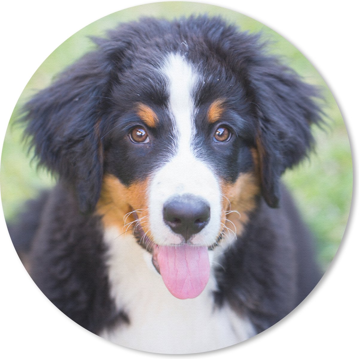 Muismat rond 20x20 cm - Mousepad Berner Sennenhond op het groene gras - Ronde muismatten