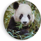 Artaza Dibond Muurcirkel Panda Eet Planten - Ø 80 cm - Groot - Wandcirkel - Rond Schilderij - Voor Binnen en Buiten
