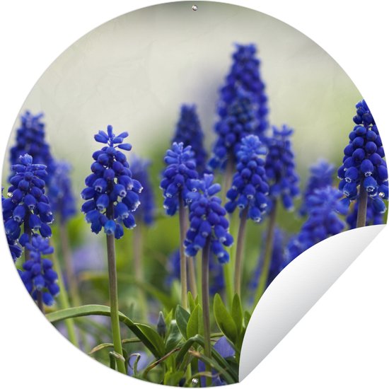 Cercle de jardin - Petites jacinthes de raisin - 90 x 90 cm - Affiche de jardin ronde - Extérieur