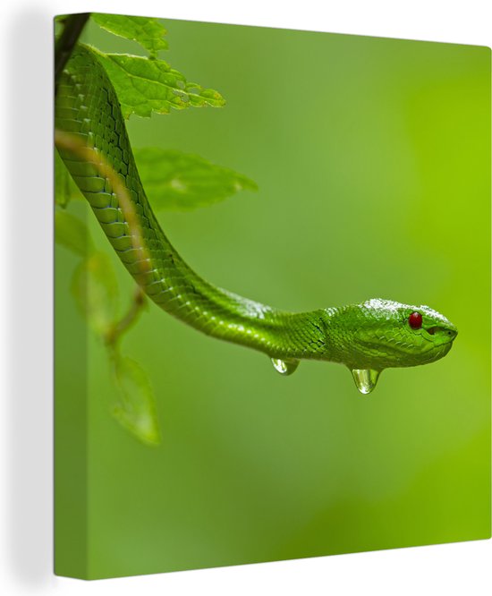 Canvas Schilderij Groene slang van dichtbij - 50x50 cm - Wanddecoratie