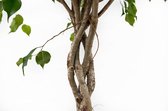 Ficus Amstel King op stam - 130cm