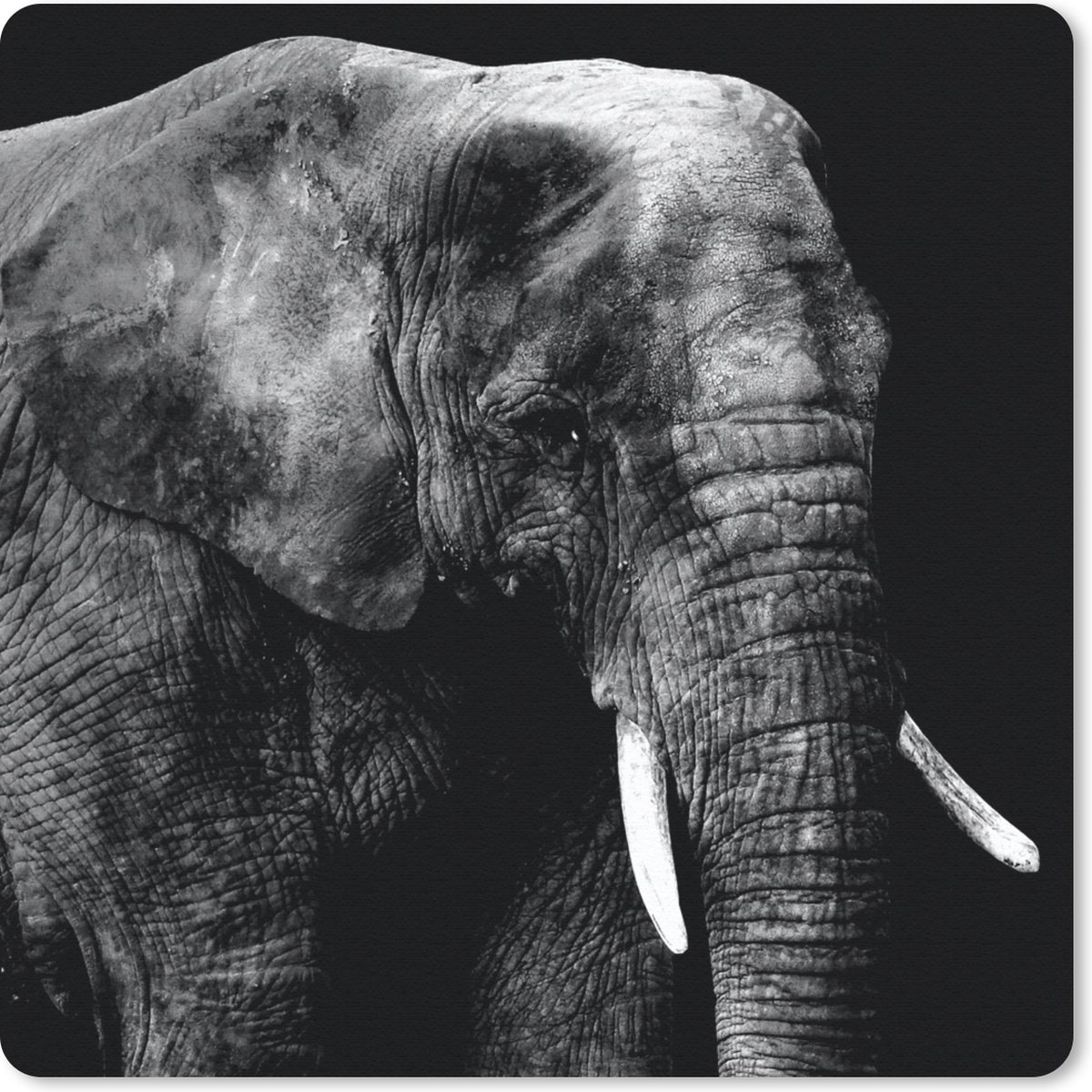 Muismat 20x20 cm - Mousepad Olifant - Tanden - Zwart - Wit - Muismatten