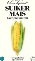 Suikermais Golden Bantam, vers geplukt op zijn lekkerst - Zaaigoed Wim Lybaert