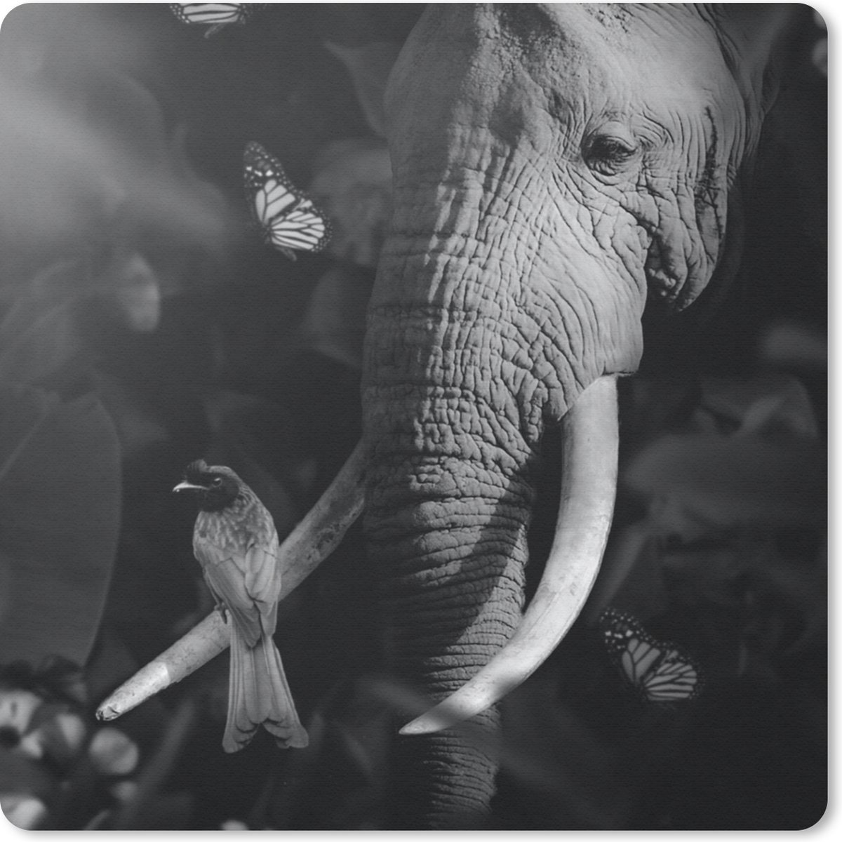 Muismat 30x30 cm - Mousepad Vogel - Olifant - Jungle - Zwart - Wit - Muismatten