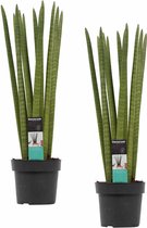 FloriaFor - Duo Sansevieria Cylindrica Straight - - ↨ 70cm - ⌀ 17cm