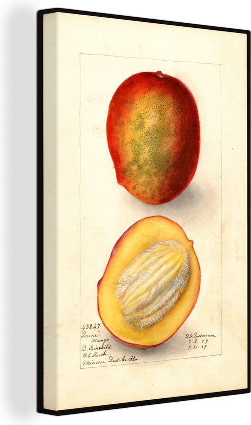 Canvas Schilderij Common mango - schilderij van Deborah Griscom Passmore - 40x60 cm - Wanddecoratie